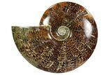 Polished, Agatized Ammonite (Cleoniceras) - Madagascar #102598-1